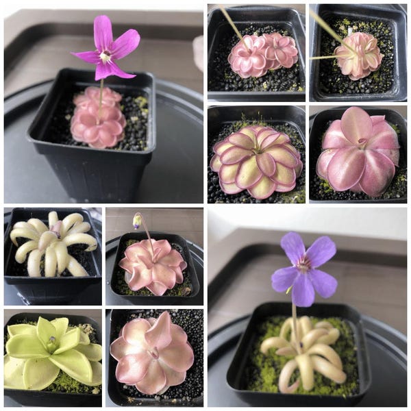 Pinguicula BUNDLE (3) Butterworts - ( Small / Medium ) - [Carnivorous Plants] - LOW Maintenance
