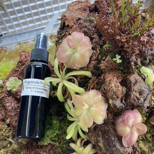 May include: A black spray bottle labeled "Pinguicula Fertilizer" sits among light green and pink flowering plants. The plants are on a textured, brown surface. The label indicates the fertilizer should be sprayed on leaves every 1-2 weeks.