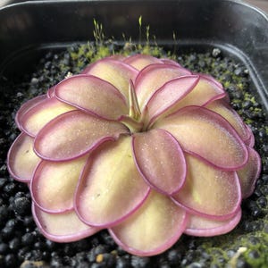 May include: Close-up of a Pinguicula plant, also known as a butterwort, with layered, petal-like leaves. The leaves are a mix of yellow and purple, with a central spike. The plant is set in a black pot with dark soil.