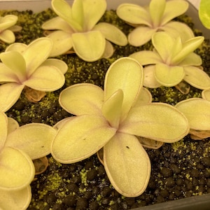 May include: A collection of pale yellow, succulent-like Pinguicula plants with rounded, fleshy leaves arranged in a rosette pattern. The plants are rooted in a dark, granular substrate with small patches of green moss visible between them.