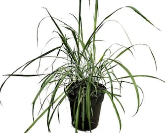 Planta viva de limoncillo de 1,5 qt como se muestra en las primeras 2 imágenes