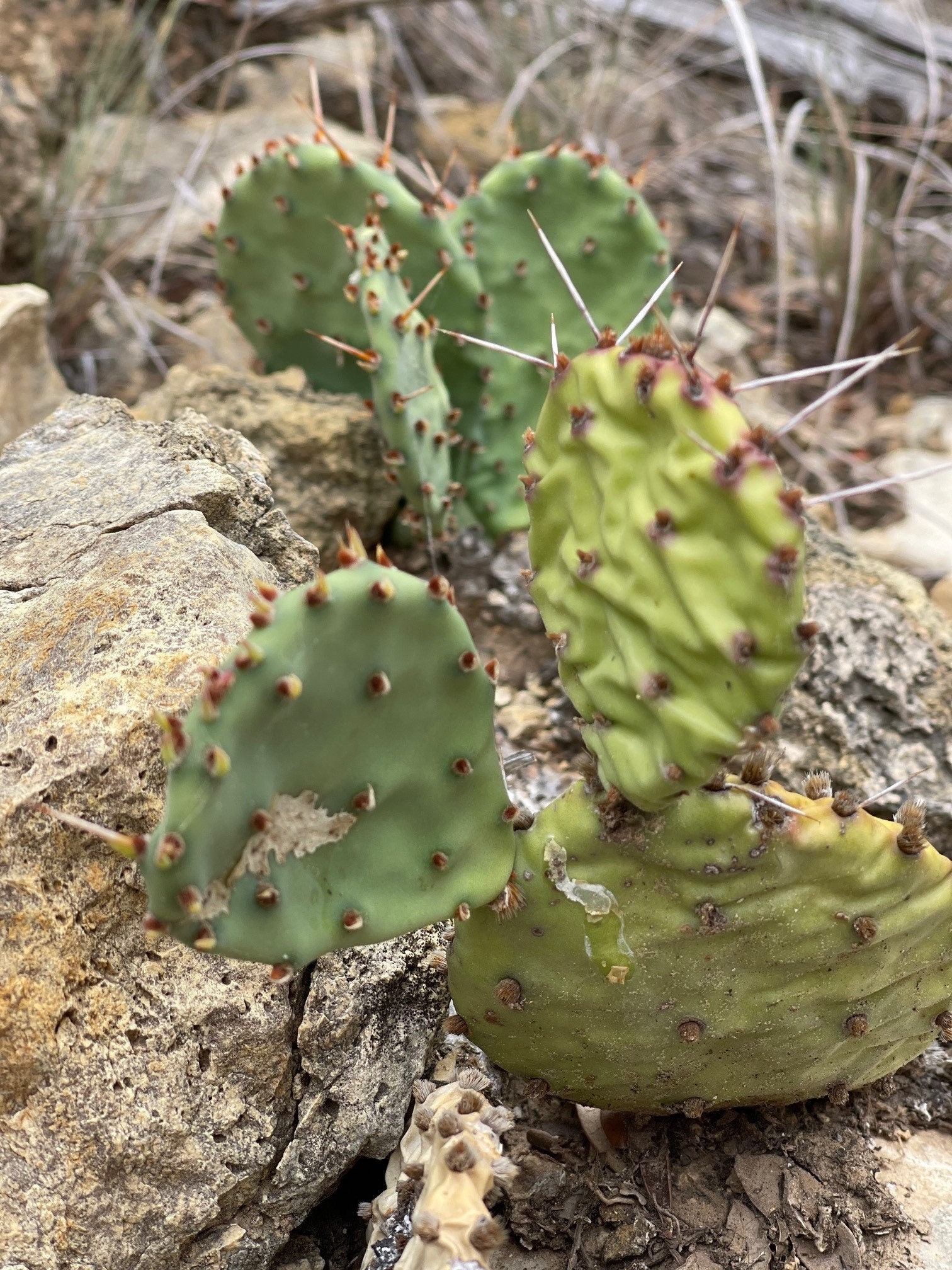Fresh Green Prickly Pear Cactus Pads 55662838 PNG