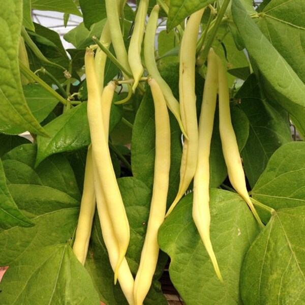 Kentucky Wonder Yellow Wax Pole Bean Etsy