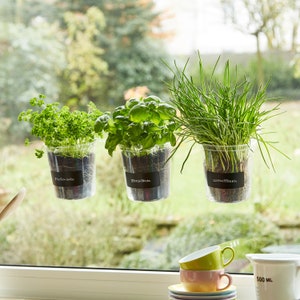 Puede incluir: Tres recipientes de plástico transparente con plantas que crecen en su interior cuelgan de una ventana. Los recipientes tienen etiquetas negras con los nombres de las plantas escritos en ellas: "Petersilie", "Basilikum" y "Schnittlauch".