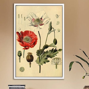 Vintage ingelijste canvas print muurkunst, vintage canvas muurkunst, klaproos botanische print, Black Friday-uitverkoop,