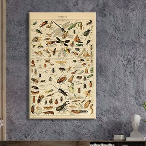Vintage Insekten Poster/ Insekten Poster/ Natur Klassenzimmer Dekoration/Montessori Materialien/ Kunst für Homeschool/Halloween Geschenk/Black Friday Sale