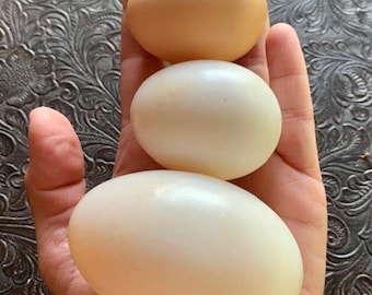 1 Dz Fresh cooking use JUMBO duck eggs. Perfect for baking and all recipes requiring eggs. Farm fresh, free range, organically fed.