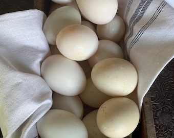 JUMBO size Gourmet farm fresh duck eggs! Eggs-ellent for baking, pastries and noodles or any recipes calling for eggs. 1/2 dzn.