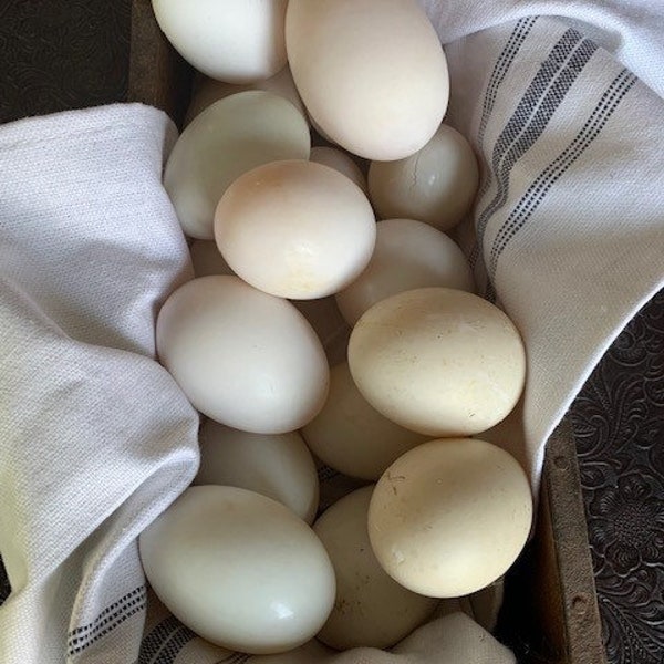 JUMBO size Gourmet farm fresh duck eggs! Eggs-ellent for baking, pastries and noodles or any recipes calling for eggs. 1/2 dzn.