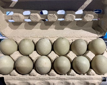 NEW!! 1dzn Farm Fresh Duck Eggs- STANDARD size. Perfect for baking and all recipes requiring eggs. Farm fresh, free range, organically fed.