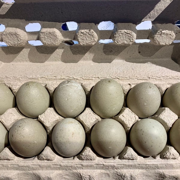 1dzn STANDARD size unfertile Farm Fresh Duck Eggs. Perfect for baking & all recipes using eggs. Farm fresh, free-range, organically fed.