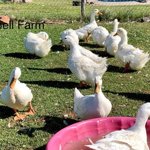 ALBUMI D'UOVO D'ANATRA Polvere di uova d'anatra crude liofilizzate (bustina da 3 oz)