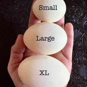 1 Dz  XL Duck eggs. Egg yolk so big you&#39;ll have to adjust your recipe!
