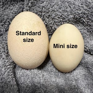 Small size Duck eggs. Elevate your favorite dishes and recipes with these rich and creamy duck eggs.