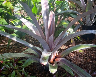 Aechmea Mulfordii ‘Malva’ Bromeliad