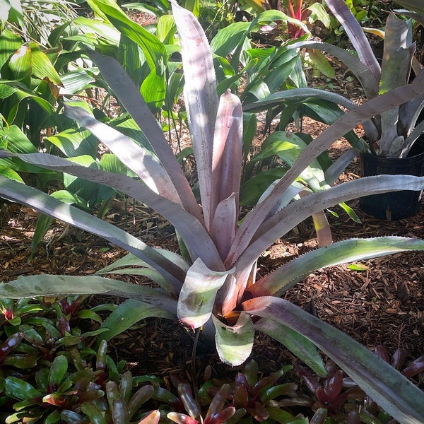 Aechmea Mulfordii ‘Malva’ Bromeliad