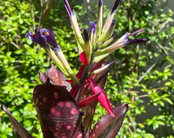 Billbergia ‘Beadleman’ Bromeliad