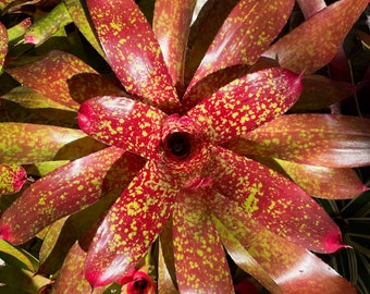 Neoregelia ‘Tango Mango’ Bromeliad