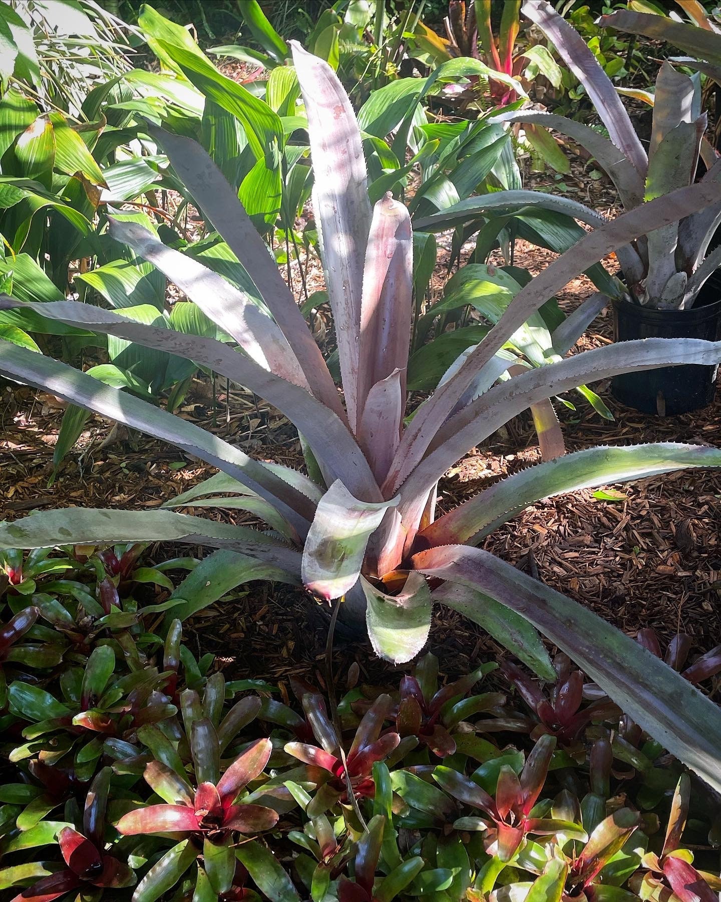 Aechmea Mulfordii 'malva' Bromeliad - Etsy