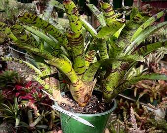 Neoregelia ‘Hot Wire’ Bromeliad