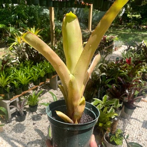 Aechmea Blanchetiana image 1