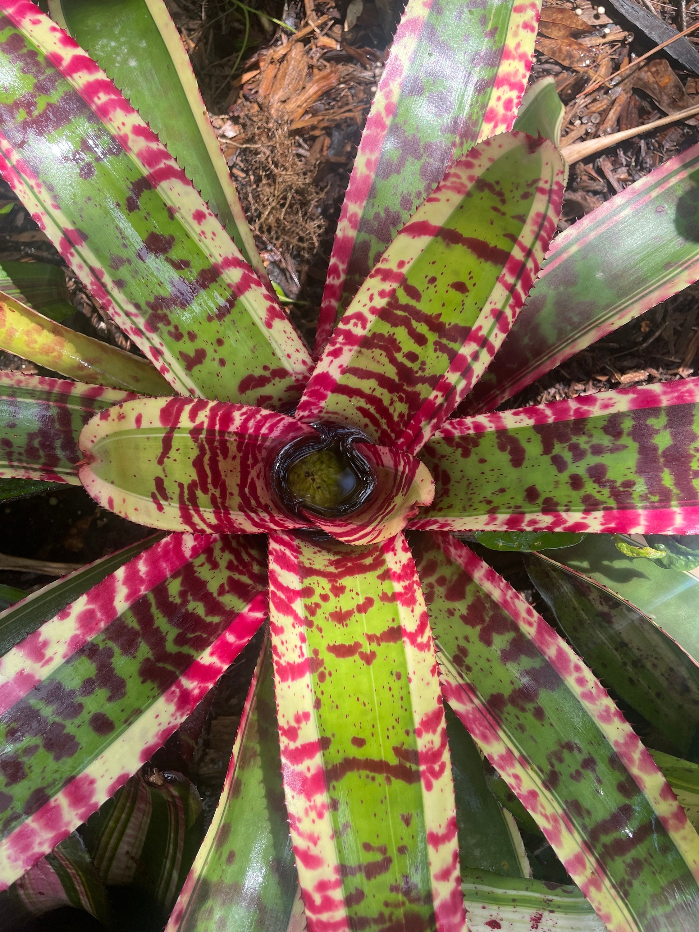 Neoregelia 'captain Moxley' Bromeliad - Etsy