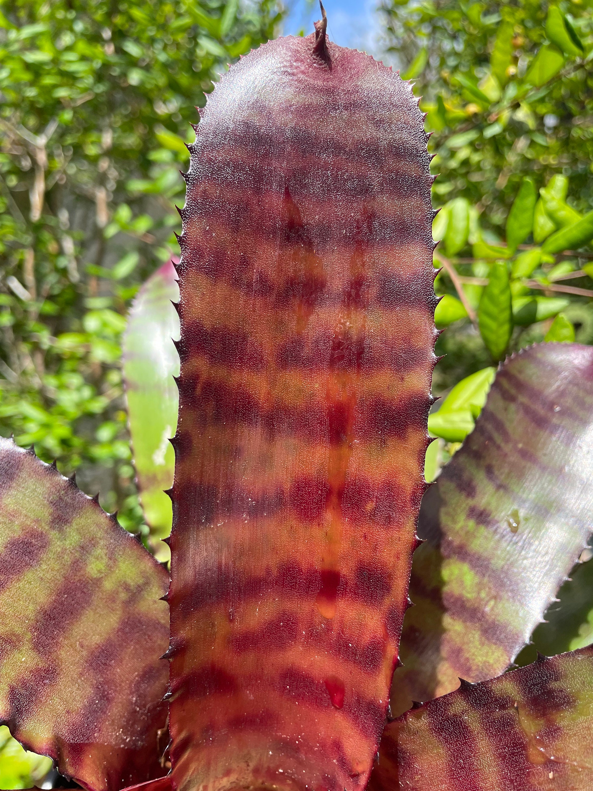 Neoregelia 'red Tiger' Bromeliad - Etsy Neoregelia 'red Tiger' Bromeliad - Etsy