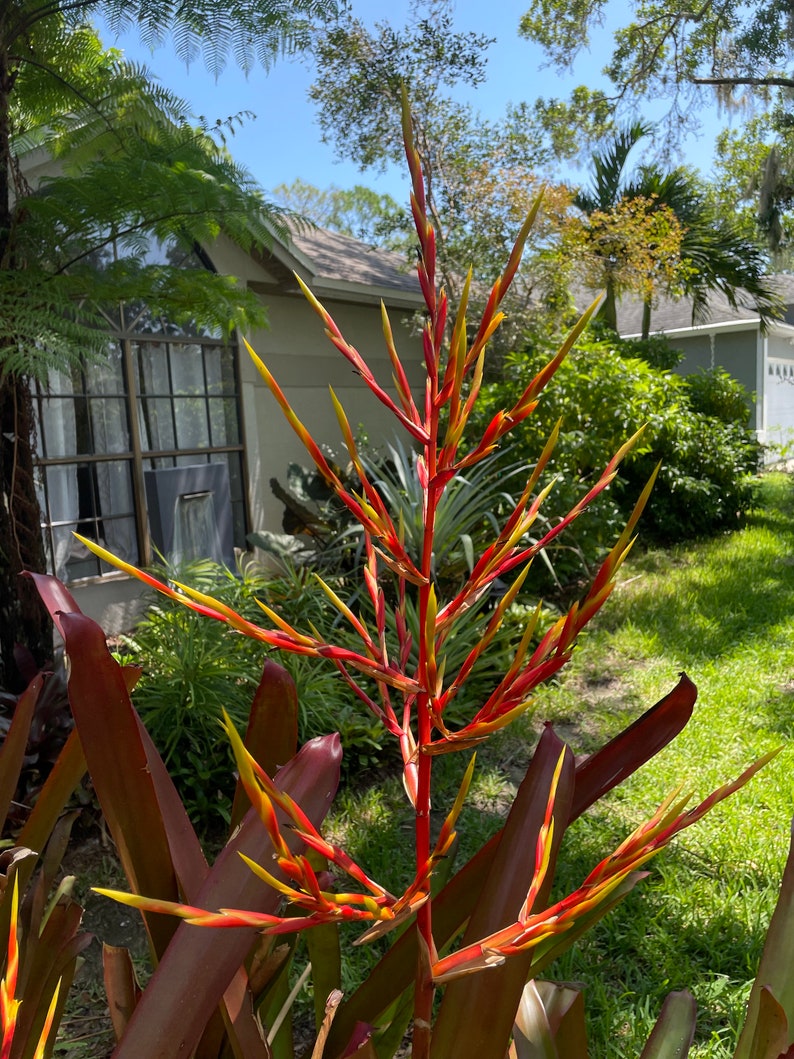 Aechmea Blanchetiana image 3