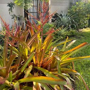 Aechmea Blanchetiana image 4