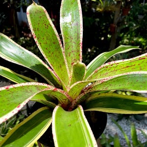 Neoregelia ‘Potpourri’ Bromeliad