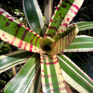 Neoregelia ‘Star Wars’ Bromeliad – Rare Variegated Tropical Plant. Exotic Collector Plant! Skotak Hybrid!