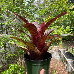 Neoregelia ‘Red Tiger’ Bromeliad