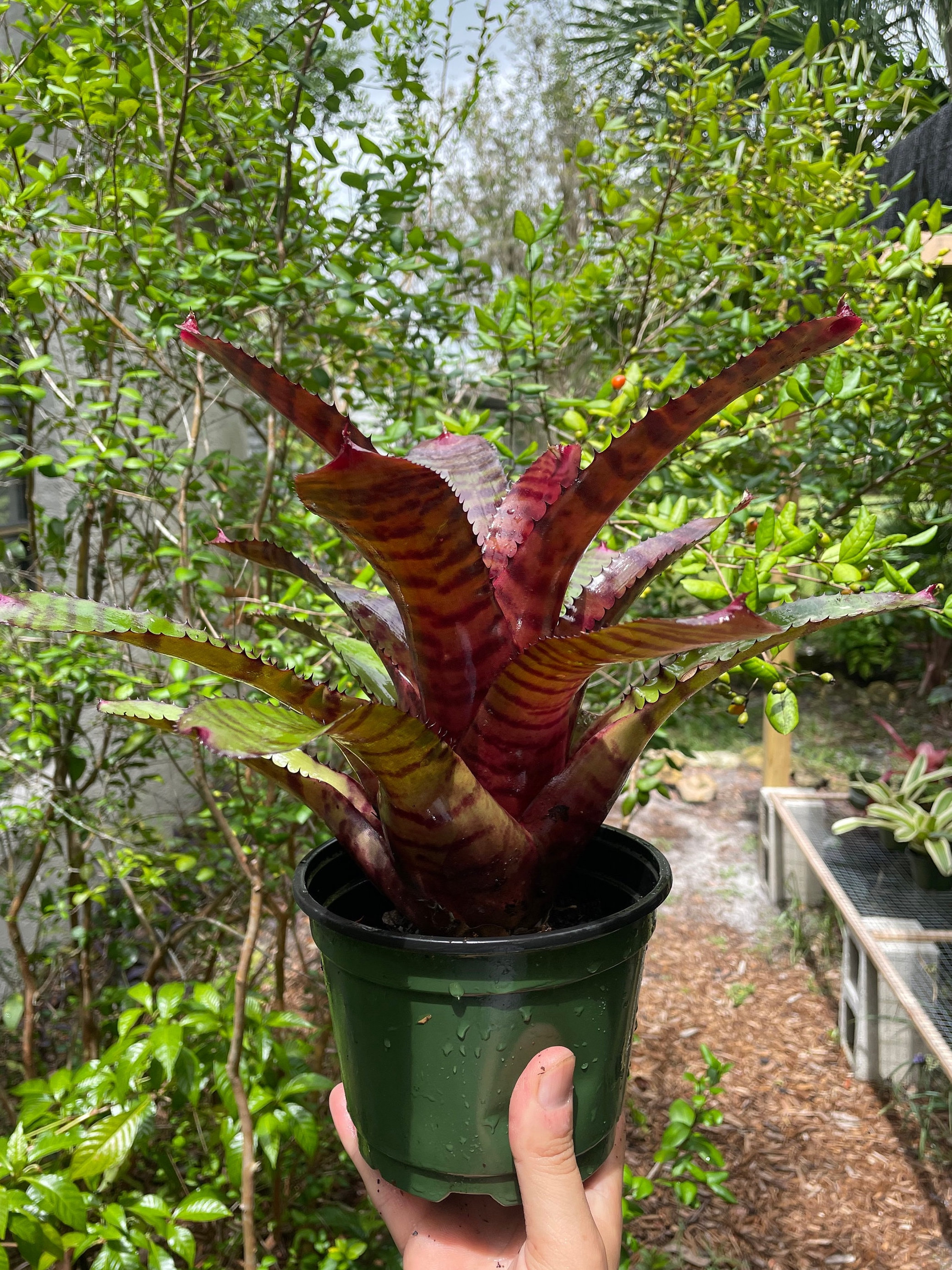 ブロメリア・エアープランツ Neoregelia Carcharodon Red Spotted neoregelia-carcharodon-red-