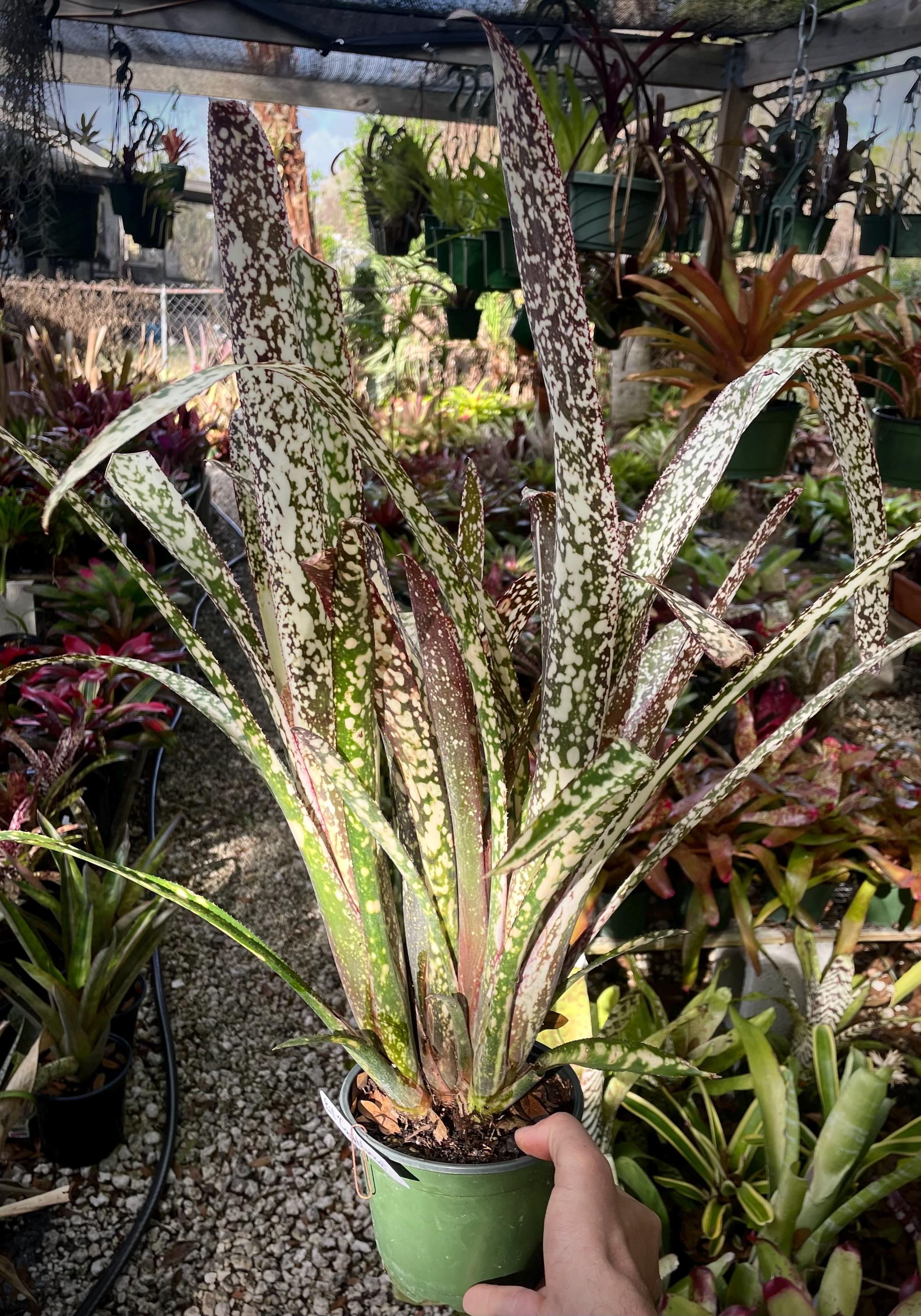 Billbergia Bromeliads - Etsy