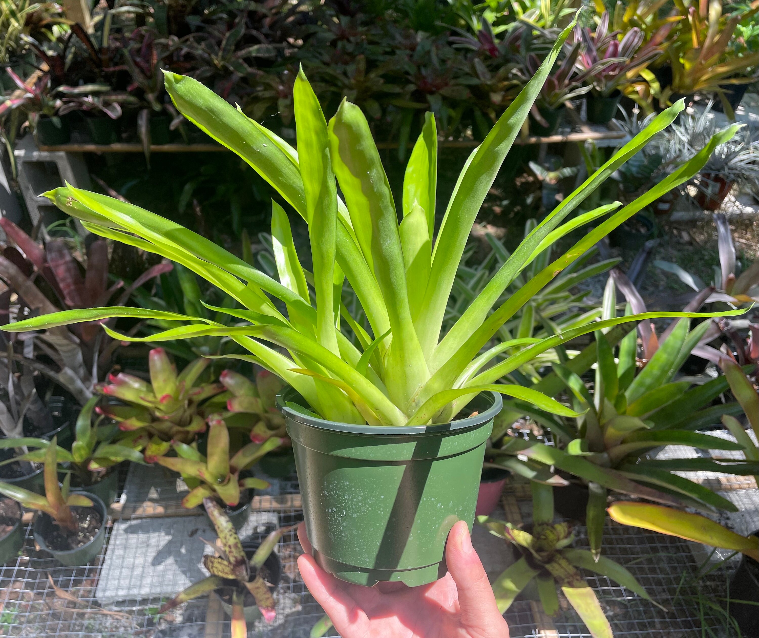 Aechmea Gamosepala, Matchstick Bromeliad - Etsy