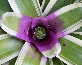 Neoregelia ‘Inkwell’ Bromeliad