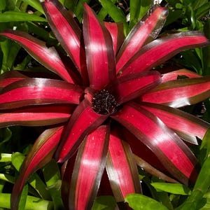 Neoregelia ‘Pimiento’ Bromeliad