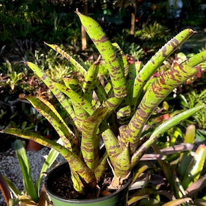 Neoregelia ‘Hot Wire’ Bromeliad