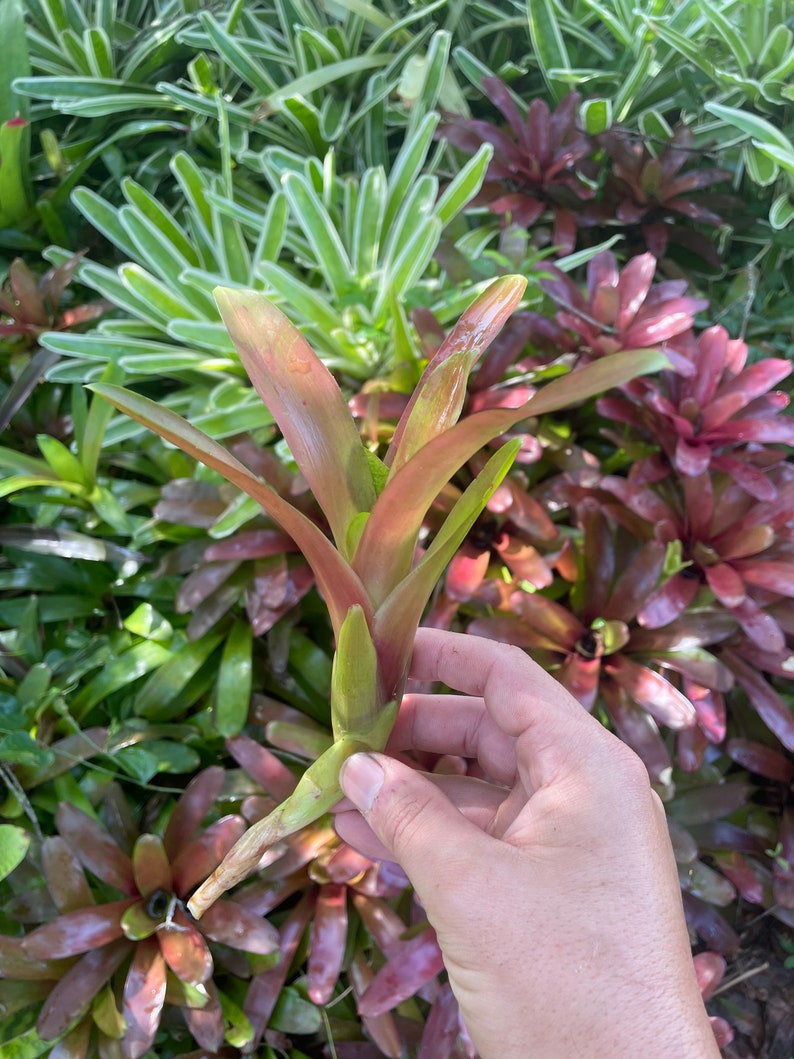 Neoregelia super Fireball Bromeliad Etsy