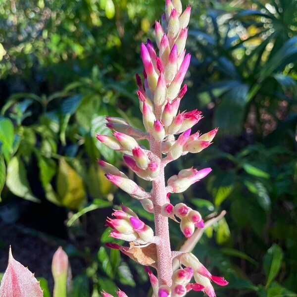 Androlaechmea ‘O’rourke’ Bromeliad