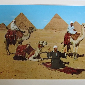 Cavaliers arabes de chameau devant les pyramides Importée/carte postale ancienne. Texte arabe et anglais.