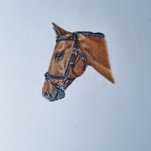 Coloured pencil Horse portraits
