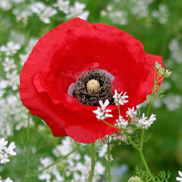 Poppy Seeds Etsy Canada