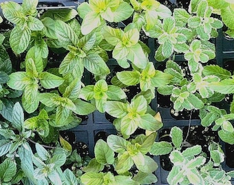 Mint - 6 rooted cuttings :Kentucky,Swiss,Pineapple,Orange,Apple,Chocolate,Pepper,Spear mint- You can specify the ones you would like.