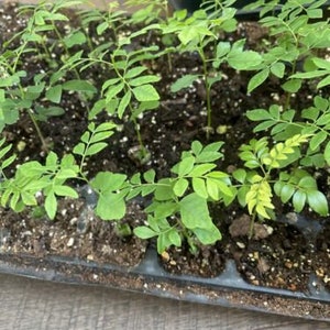 One Curry Leaf plant-starter plant