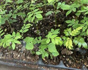 One Curry Leaf plant-starter plant