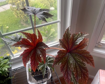 Begonia - beautiful, potted plant
