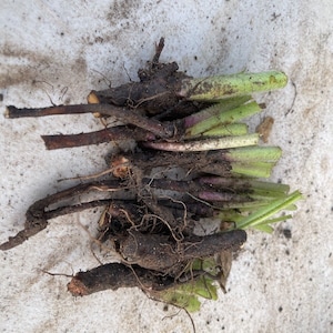 May include: A close-up of a bundle of plant roots with green shoots. The roots are brown and have a rough texture. The shoots are green and have a smooth texture.