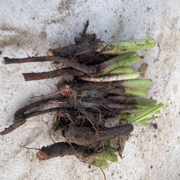 9-10  Comfrey roots ( Russian/Boking 14)