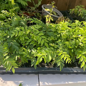 One Curry Leaf plant-starter plant